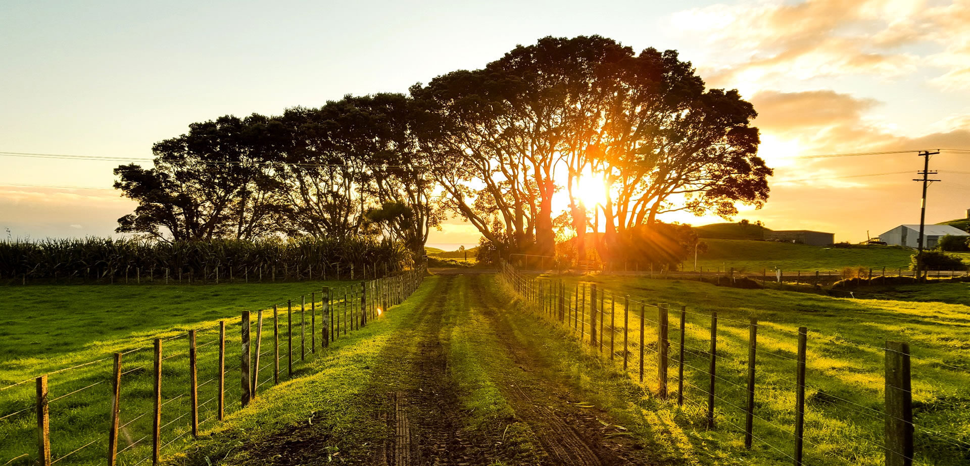 Multi-peril Crop Insurance explained