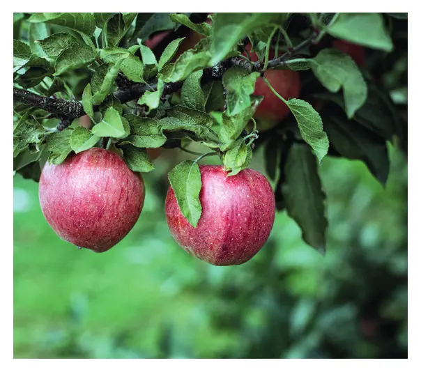 Crop Insurance