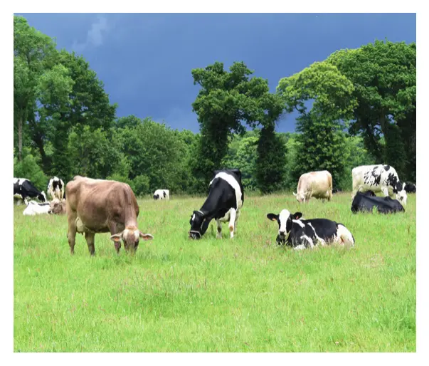 Livestock Insurance